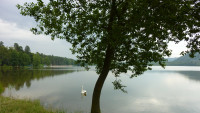 Hamr jezero strom
